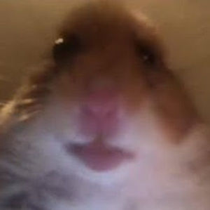 Meet your Posher, Isabelle sanchez